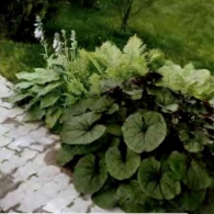 3_декоративно-лиственные растения_фото