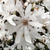 Magnolia-stellata