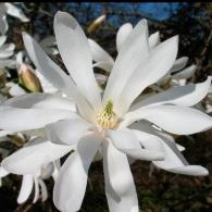 magnolia_stellata_Waterlily
