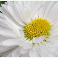 Маргаритка с полумахровой формы цветка