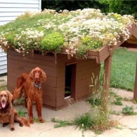 собачья будка с зеленой крышей