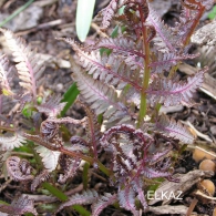 Athyrium-niponicum-Ursulas-Red