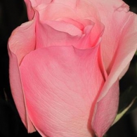 розовые цветы