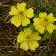 Ranunculus-insignis