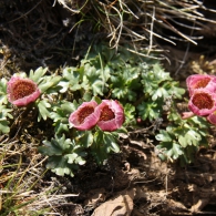Ranunculus-glacialis