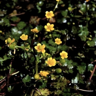 Ranunculus-gmelinii