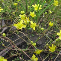 Ranunculus-reptans