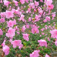 rhododendron_mucronulatum