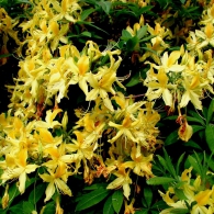 rhododendron_luteum