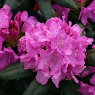 rhododendron_roseum
