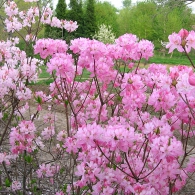 rhododendron_vaseyi