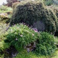 Каменистый сад в Эдинбурге