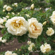 Роза морщинистая "Агнес"