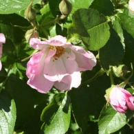 Роза морщинистая «Абельзиедс»