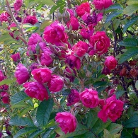Роза ругоза «Гроотендорст Сюпрем»