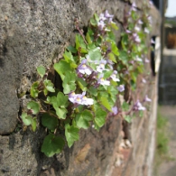 wall-flowers