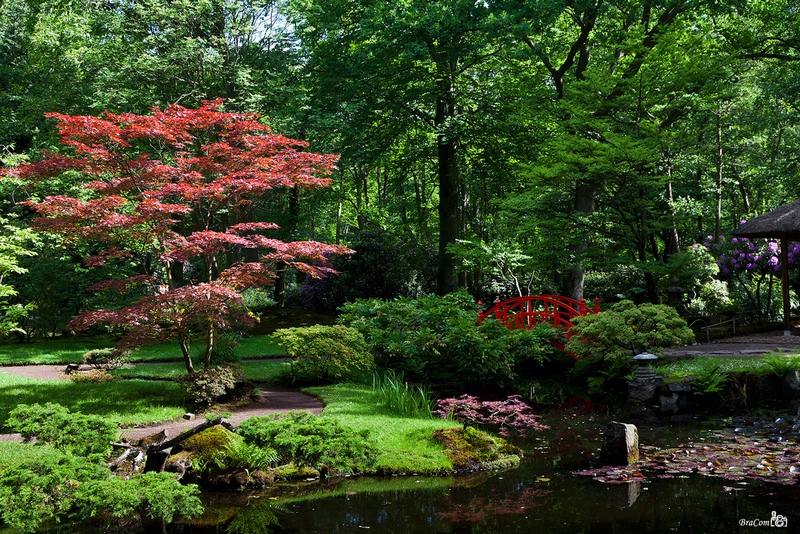 декоративные деревья для японского сада