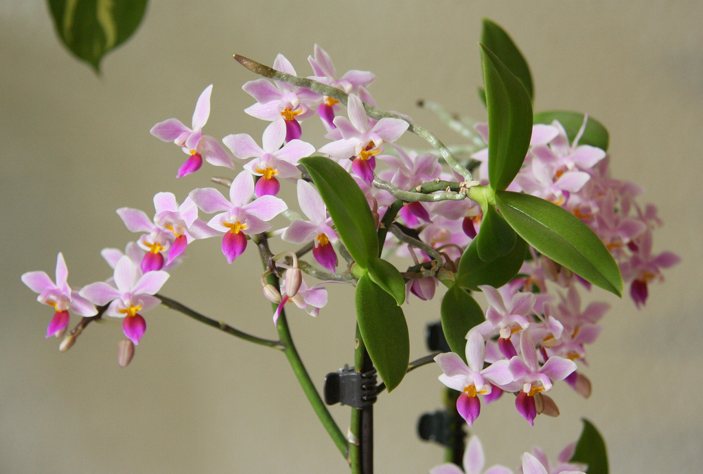 Виды орхидей для новичков, фото. Как определить вид орхидеи? | Сажаем Сад