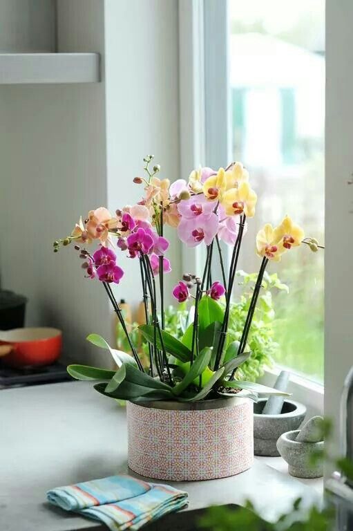орхидеи в квартире