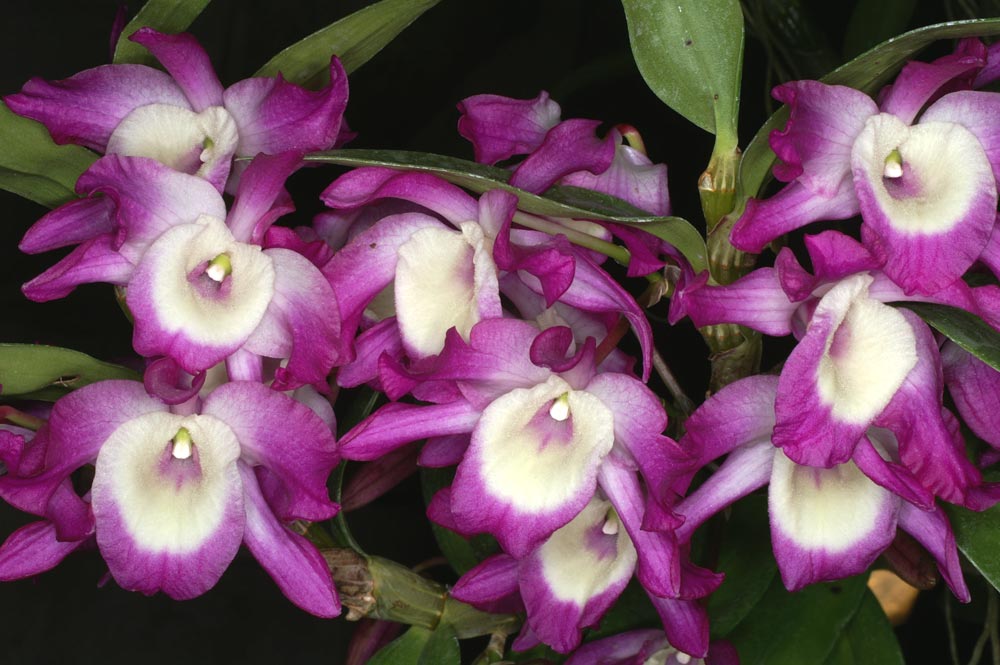 Дендробиум благородный (Dendrobium nobile)