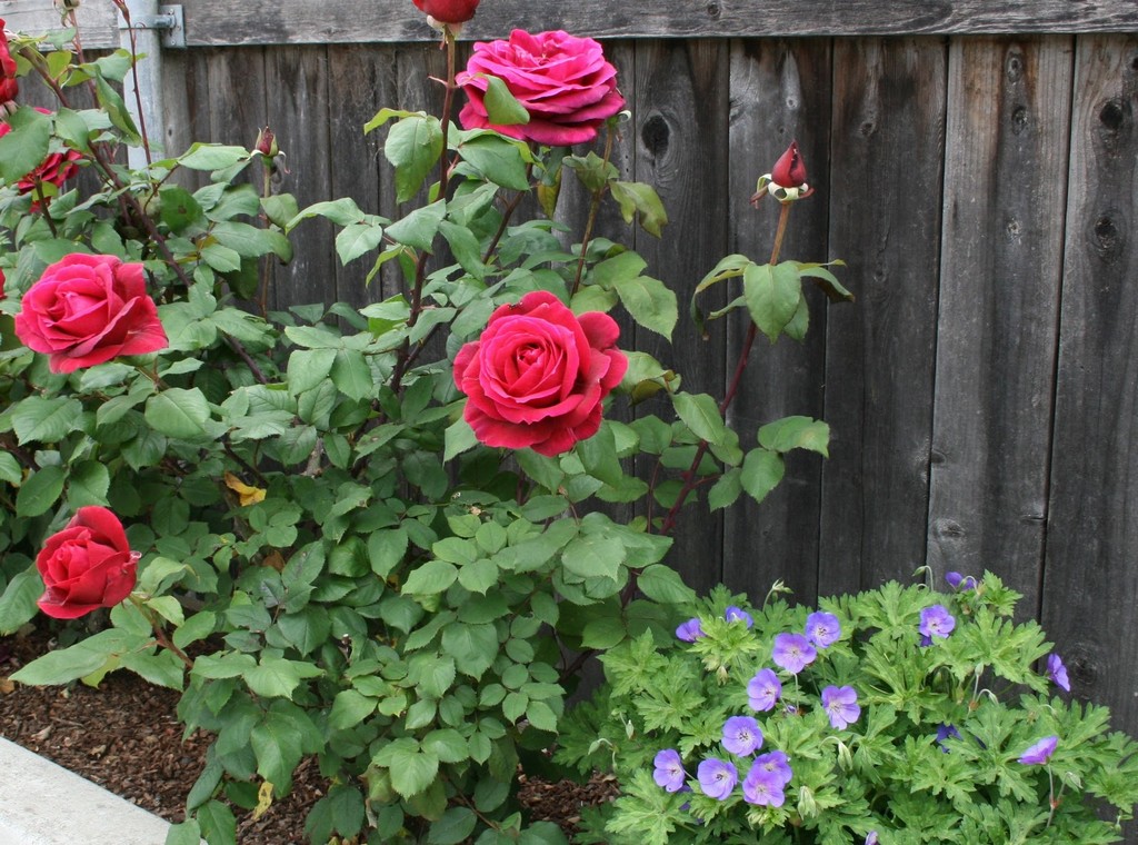 чайногибридная роза фото