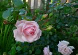 розовая плетистая роза_фото
