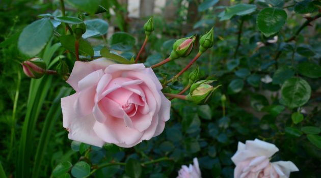 розовая плетистая роза_фото
