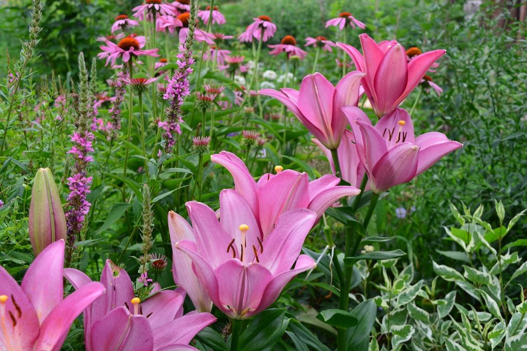 розовые лилии в саду_фото