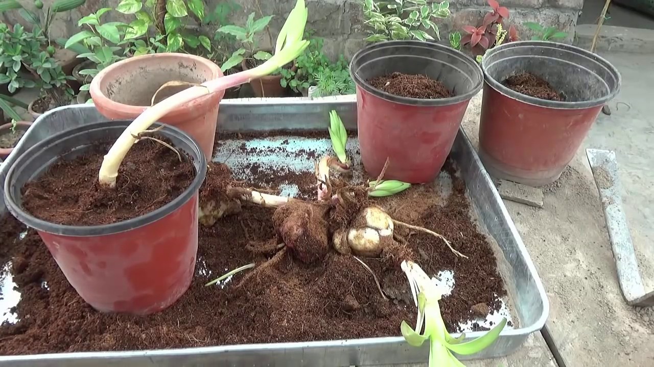 Как посадить луковицу лилии весной